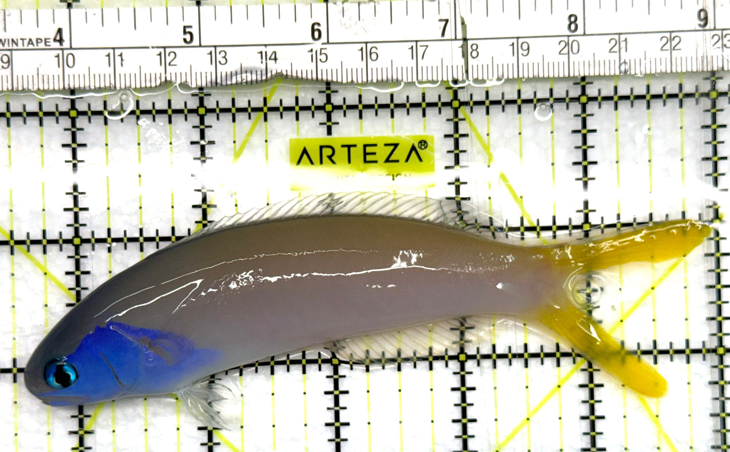 Blueface Tilefish BT082601 WYSIWYG Size: XL 5.5" approx