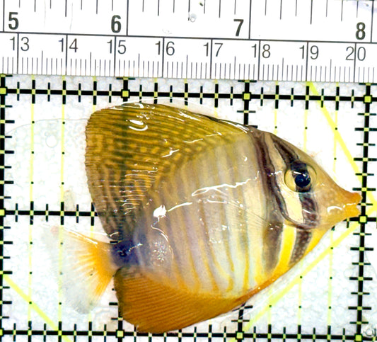 Desjardini Tang (Red Sea Sailfin Tang) DT060702 WYSIWYG Size: M 2.75" approx