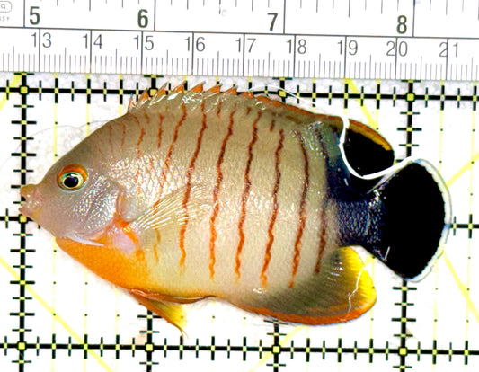 Eibli Angelfish EA060701 WYSIWYG Size: XXL 3.5" approx