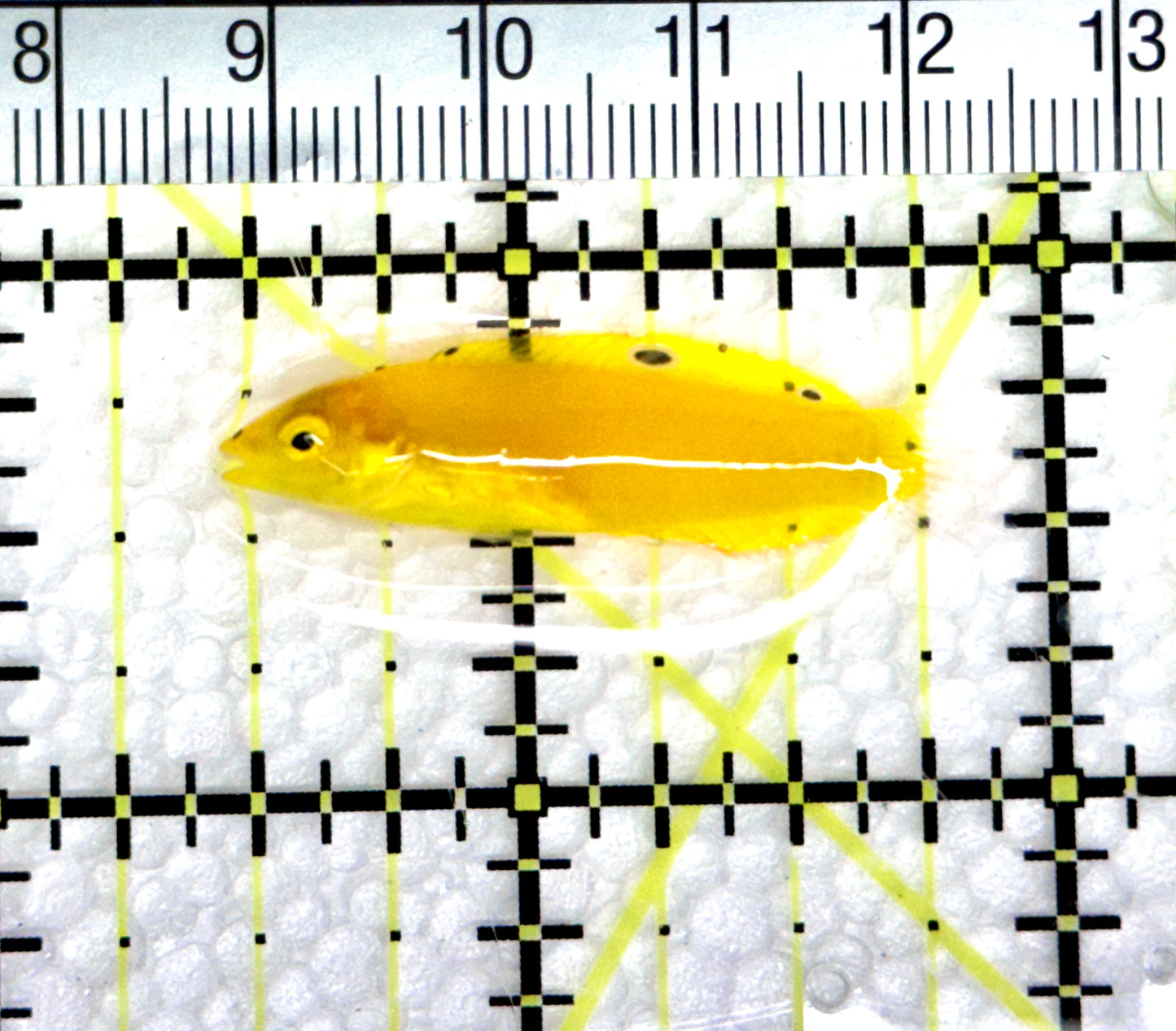 Yellow Coris Wrasse YCW080302 WYSIWYG Size: S 1.5" approx