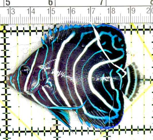 Koran Angelfish Juvenile KAJ060701 WYSIWYG Size: M 2.75" approx