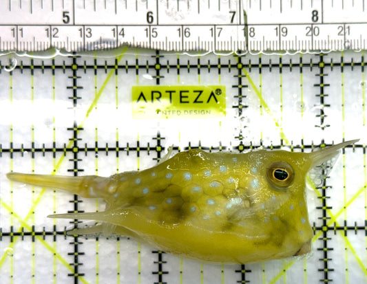 Longhorn Cowfish LC082603 WYSIWYG Size: L 4.25" approx