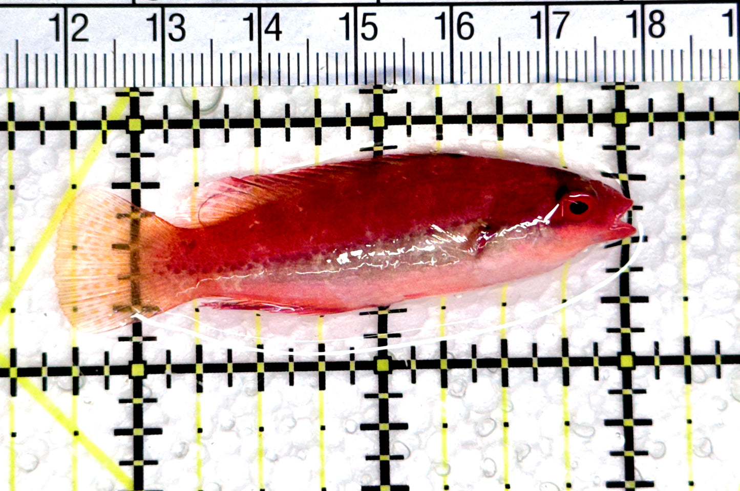 Dotted Fairy Wrasse DFW080302 WYSIWYG Size: L 2.25" approx