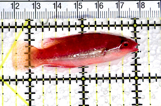 Dotted Fairy Wrasse DFW080302 WYSIWYG Size: L 2.25" approx