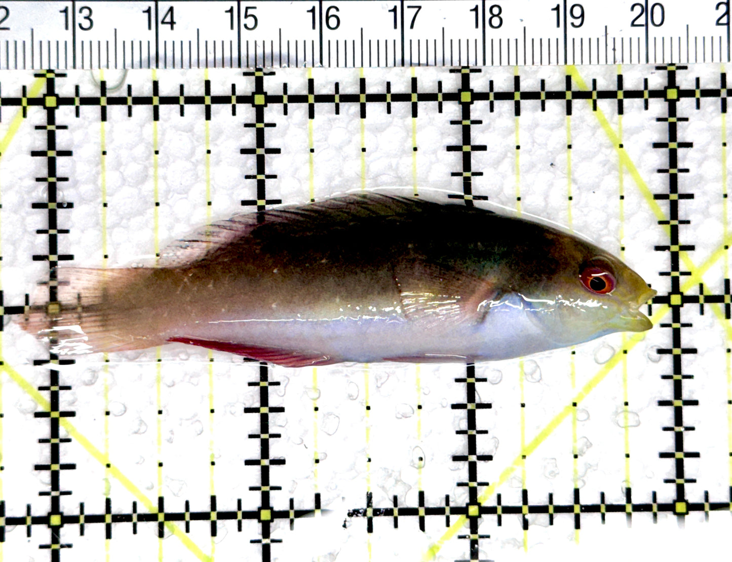 Scott's Fairy Wrasse  SFW080301 WYSIWYG Size: ML 3" approx