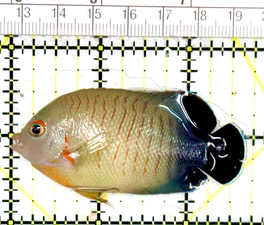 Eibli Angelfish EA060702 WYSIWYG Size: L 2.75" approx
