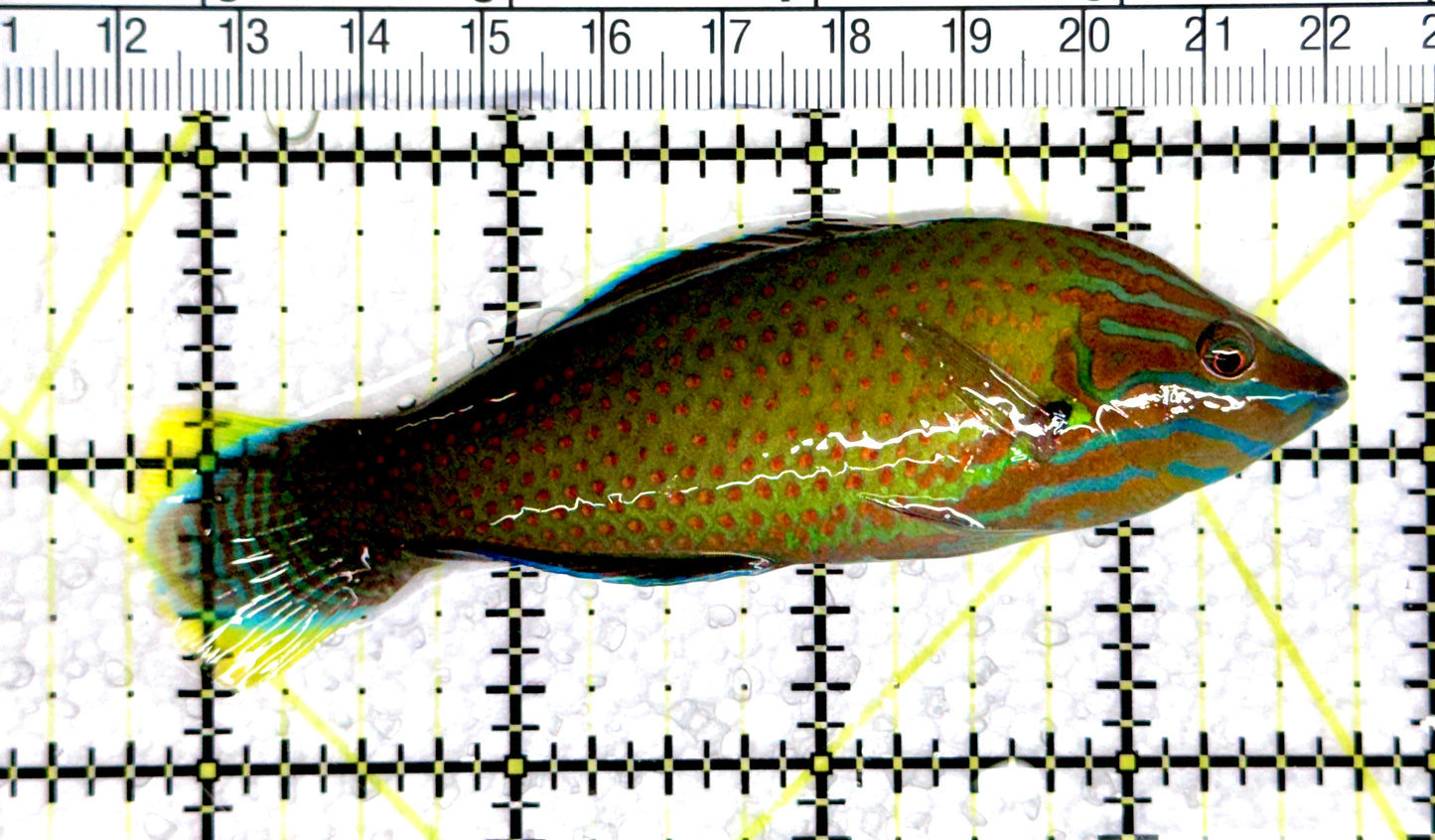 Grey Head Wrasse GHW080302 WYSIWYG Size: XL 4" approx