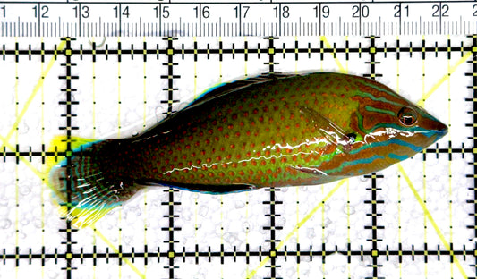 Grey Head Wrasse GHW080302 WYSIWYG Size: XL 4" approx