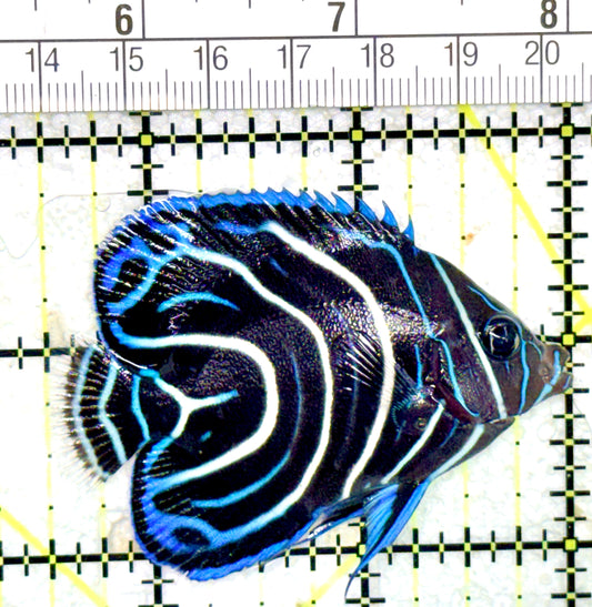 Koran Angelfish Juvenile KAJ060702 WYSIWYG Size: M 2.5" approx