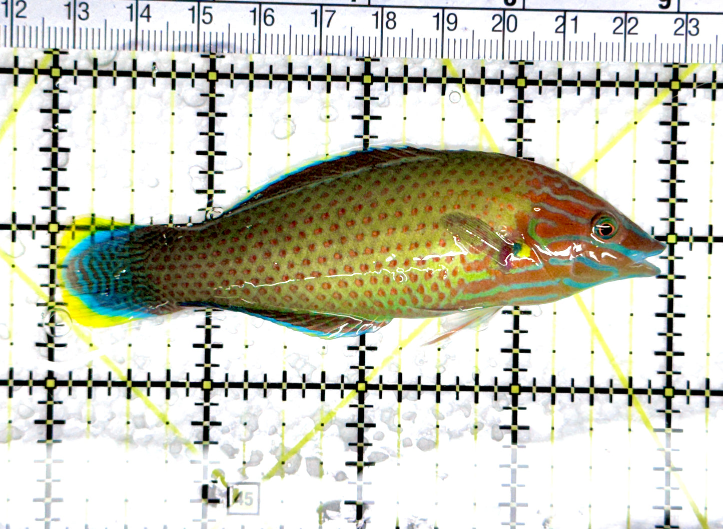Grey Head Wrasse GHW080301 WYSIWYG Size: XL 4" approx