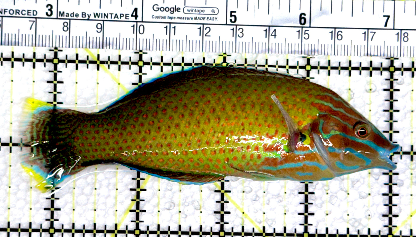 Grey Head Wrasse GHW080301 WYSIWYG Size: XL 4.5"