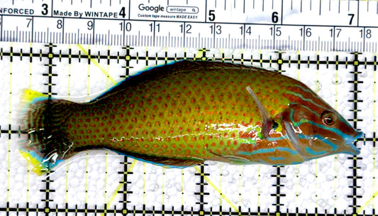 Grey Head Wrasse GHW080301 WYSIWYG Size: XL 4.5"