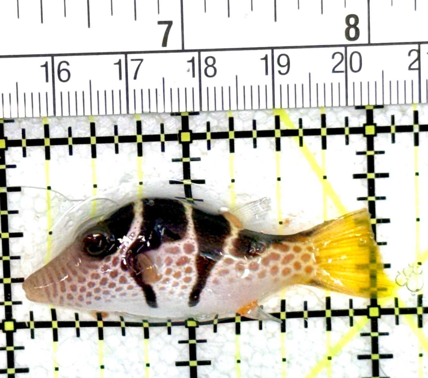 Valentini Toby Pufferfish VTP060702 WYSIWYG Size: M 2" approx