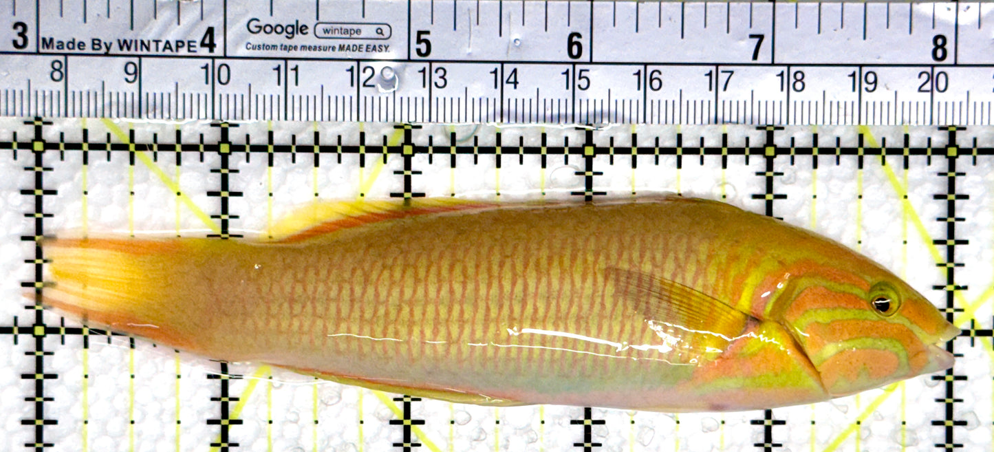 Yellow Banana Wrasse YBW080301 WYSIWYG Size: ML 5"