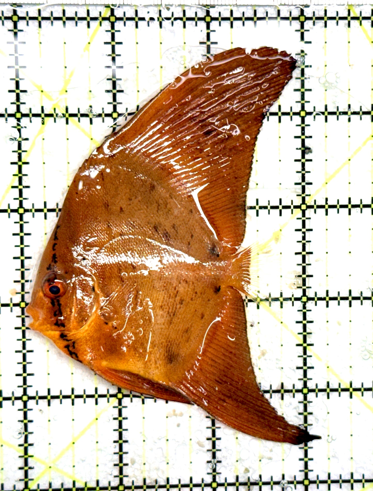 Orbic Batfish OB060701 WYSIWYG Size: M 3.25" approx