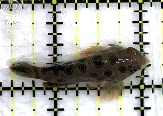 Spotted Mandarin Dragonet SMD082601 WYSIWYG Size : M 1.5"approx