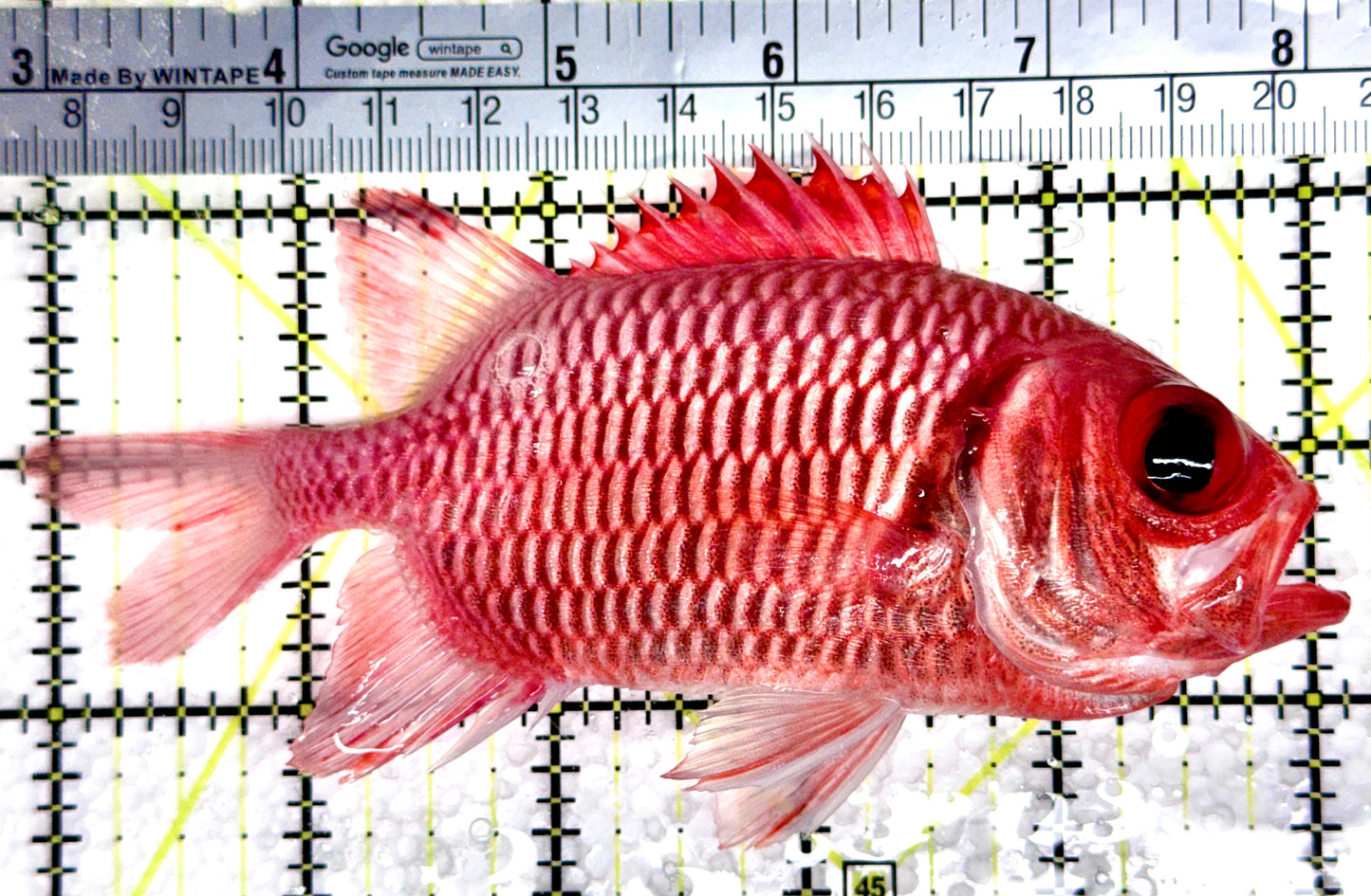 Red Soldier Fish RSF080301 WYSIWYG Size: L 5"