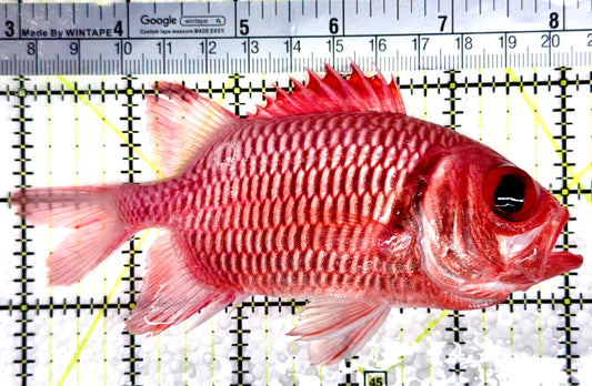 Red Soldier Fish RSF080301 WYSIWYG Size: L 5"