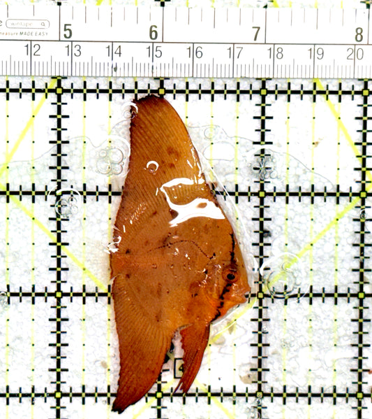 Orbic Batfish OB060702 WYSIWYG Size: S 1.5"approx