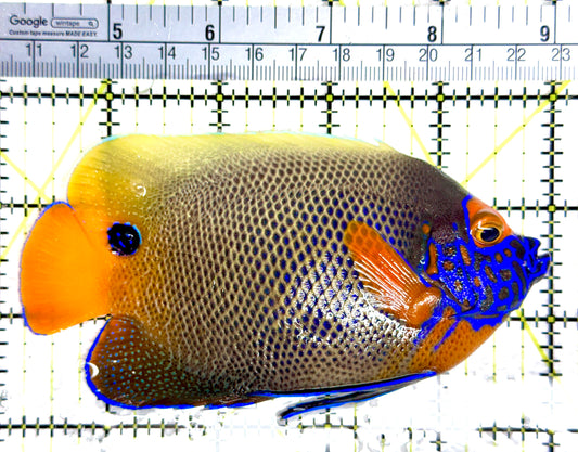 Blueface Angelfish Adult (Sumatra Vibrant Colors) BAA080301 WYSIWYG Size: L 4.75"