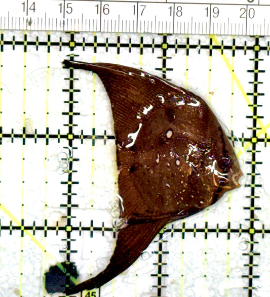 Orbic Batfish OB060703 WYSIWYG Size: S 2.25" approx