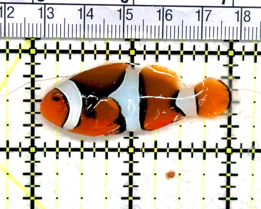 True Percula Clownfish TPC060701 WYSIWYG Size: M 2" approx