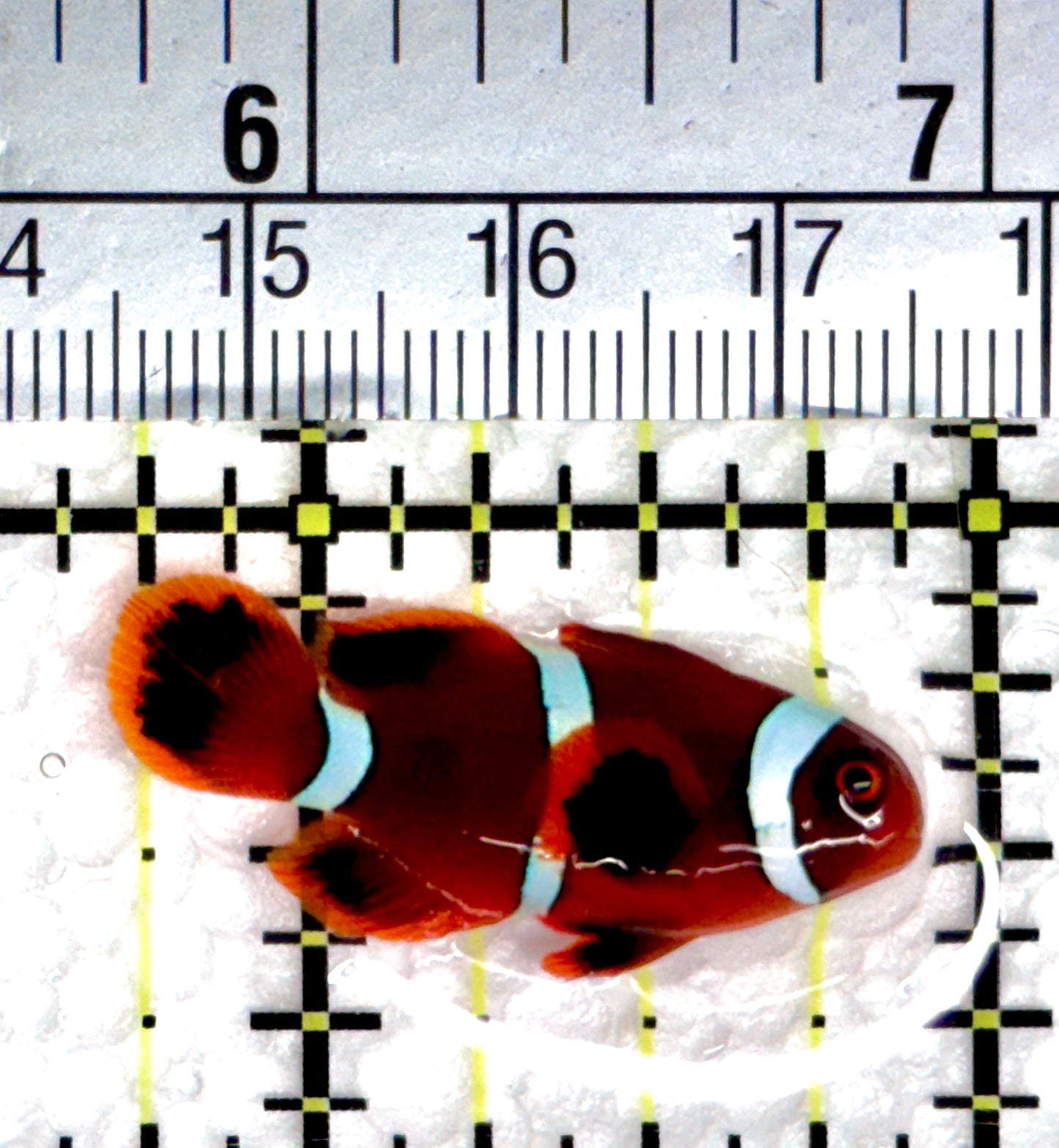 White Stripe Maroon Clownfish WSMC080303 WYSIWYG Size: S 1.25"