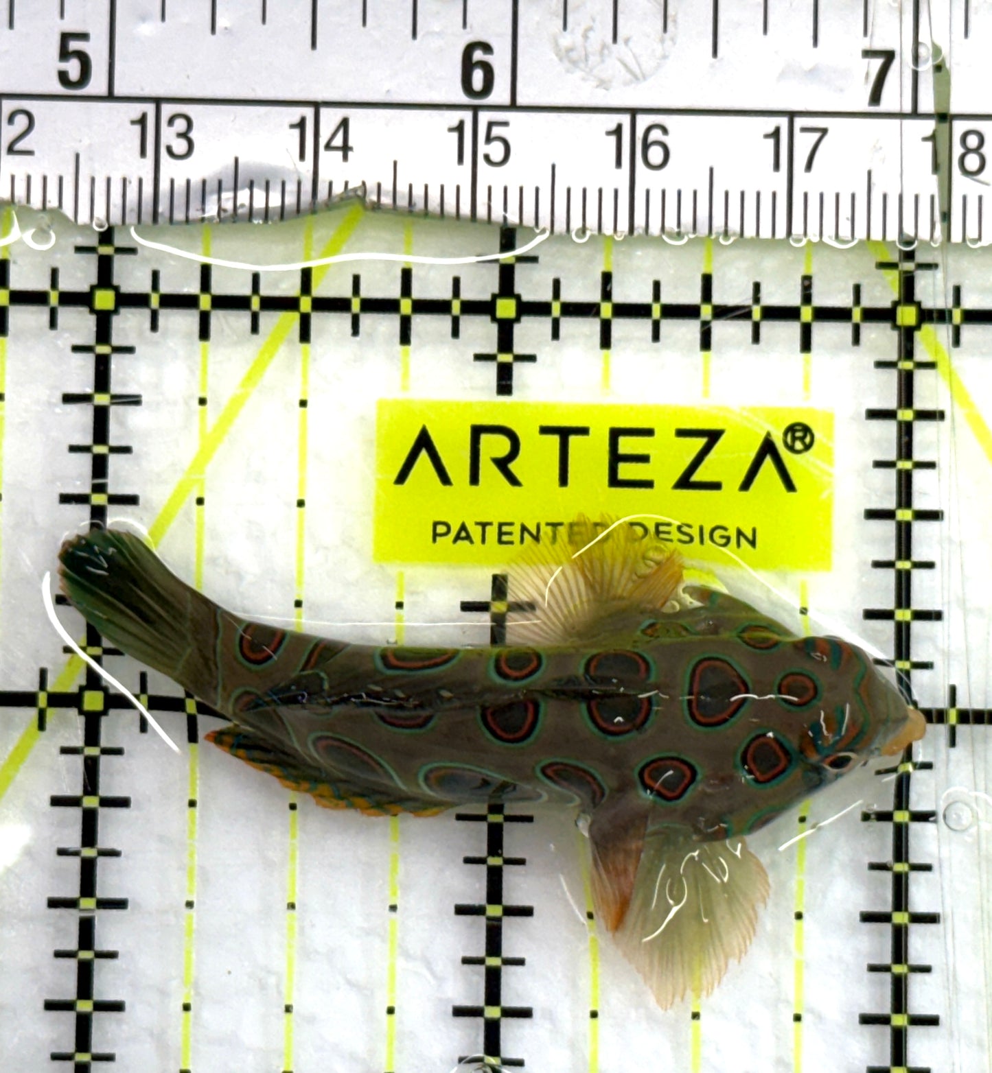 Spotted Mandarin Dragonet SMD082602 WYSIWYG Size : M 2" approx