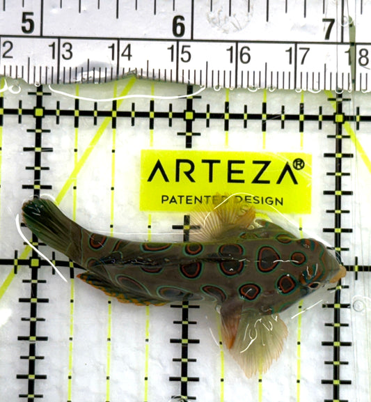 Spotted Mandarin Dragonet SMD082602 WYSIWYG Size : M 2" approx