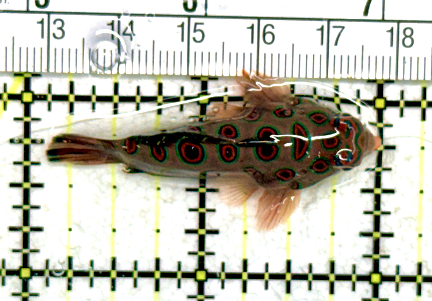 Spotted Mandarin Dragonet SMD060701 WYSIWYG Size : L  2"approx