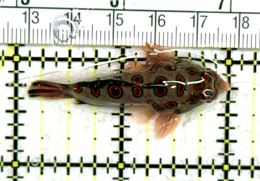 Spotted Mandarin Dragonet SMD060701 WYSIWYG Size : L  2"approx