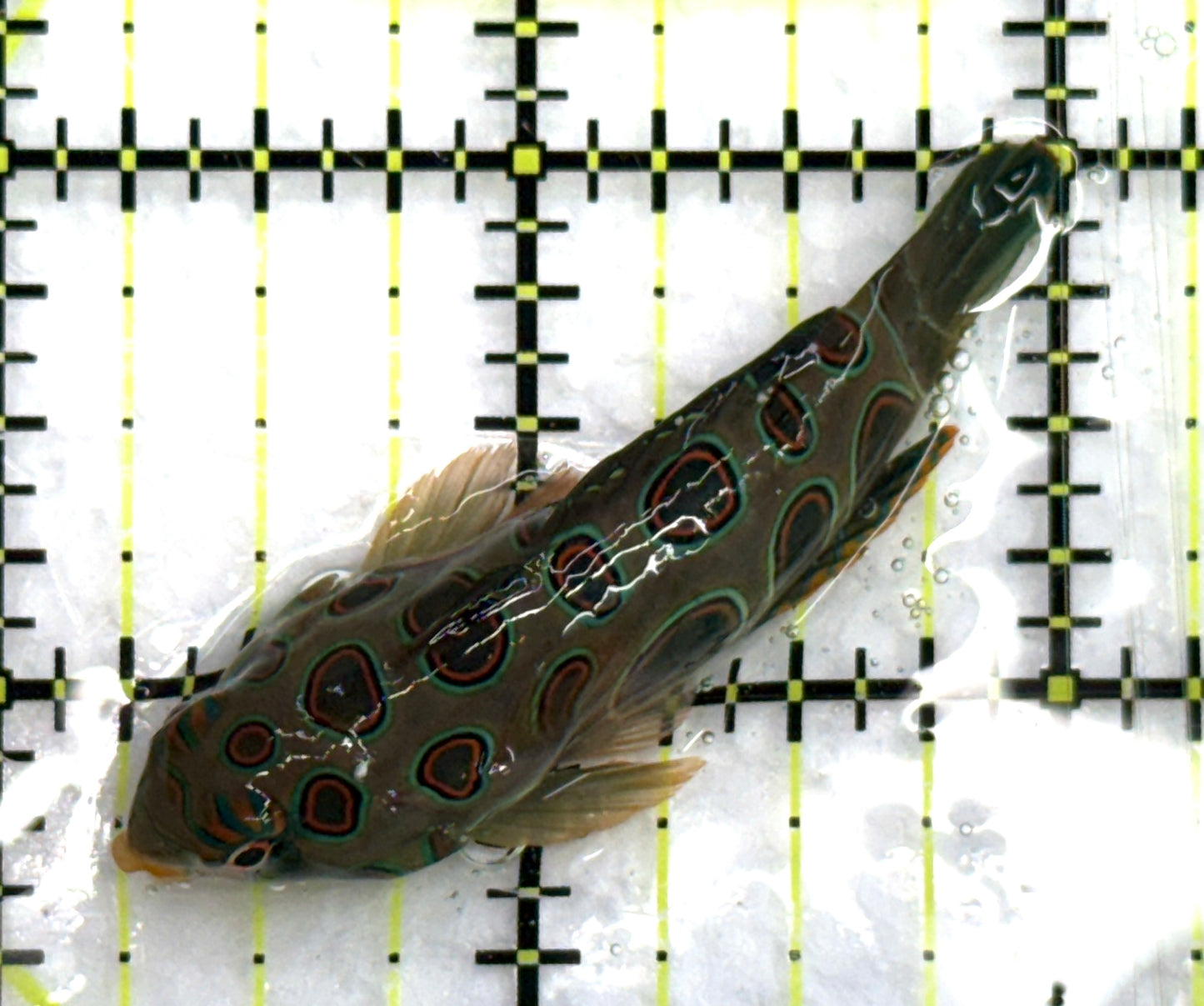 Spotted Mandarin Dragonet SMD082602 WYSIWYG Size : M 2" approx