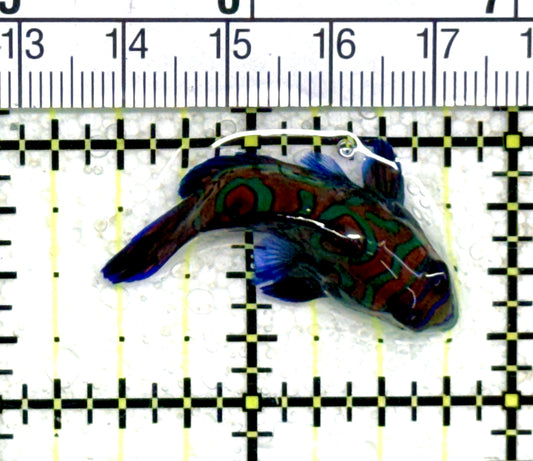 Green Mandarin Dragonet GMD060701 WYSIWYG Size: M 1.5" approx
