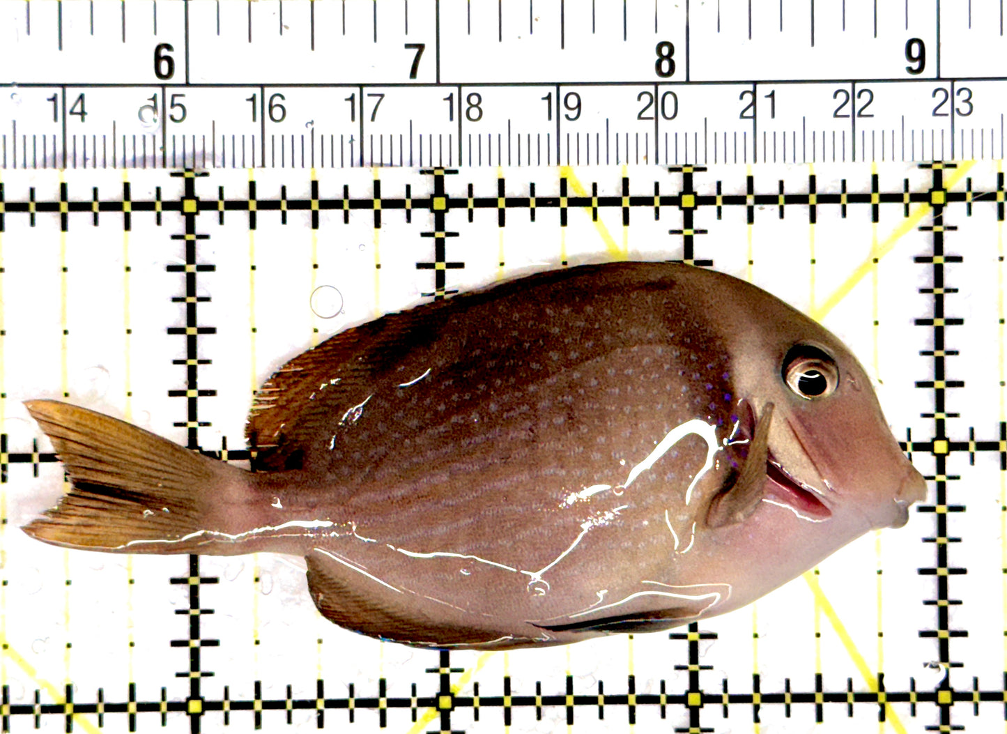 Rare Cebu Vibrant Whitebar Surgeonfish RCVWS080301 WYSIWYG Size: ML 3.75"