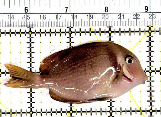 Rare Cebu Vibrant Whitebar Surgeonfish RCVWS080301 WYSIWYG Size: ML 3.75"