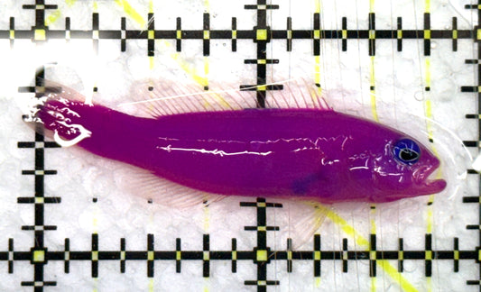 Strawberry Dottyback SD082601 WYSIWYG Size: S 1.75" approx