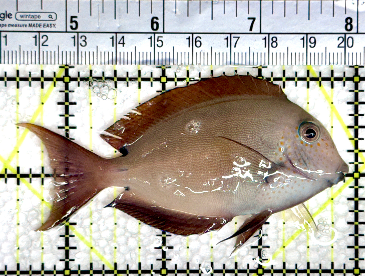 Lavender Tang LT080301 WYSIWYG Size: M 3.5"