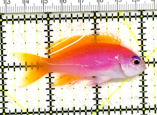 Bimaculatus Anthias Female BAF060702 WYSIWYG Size: L 2.75" approx