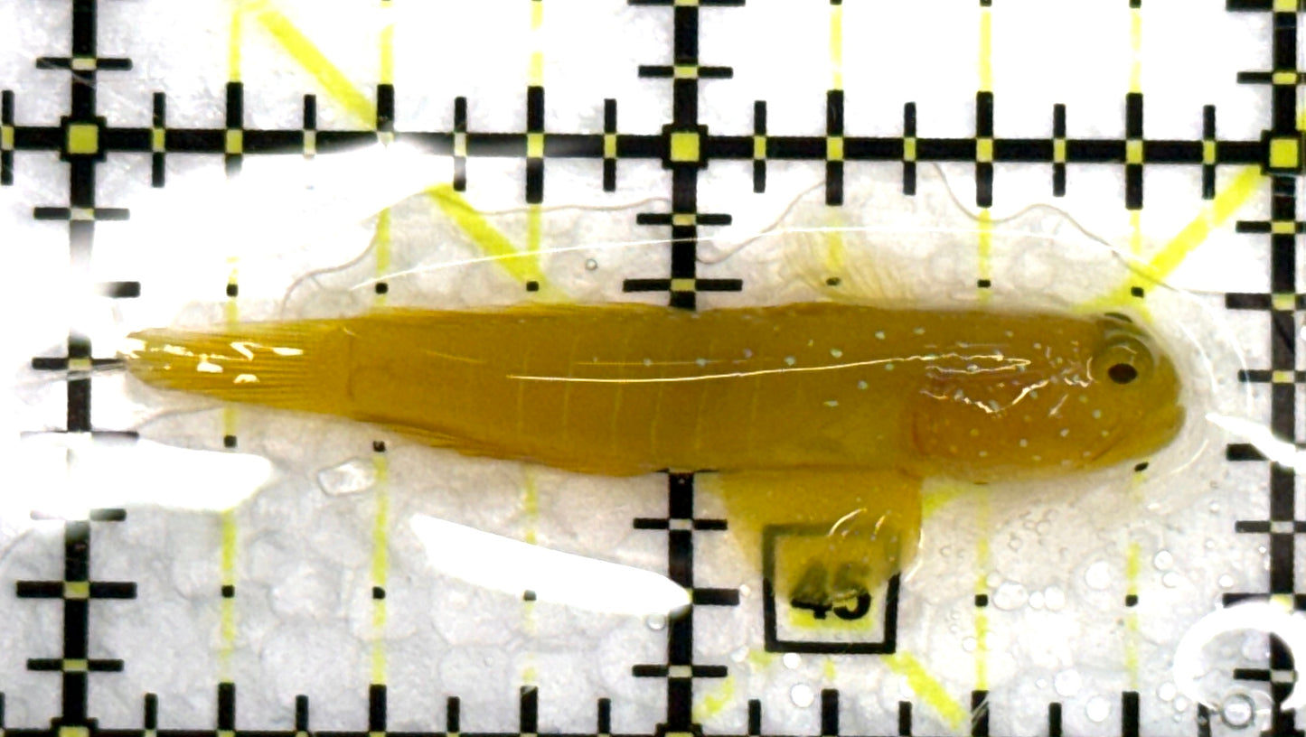 Yellow Watchman Goby YWG082601 WYSIWYG Size: S 1.75" approx