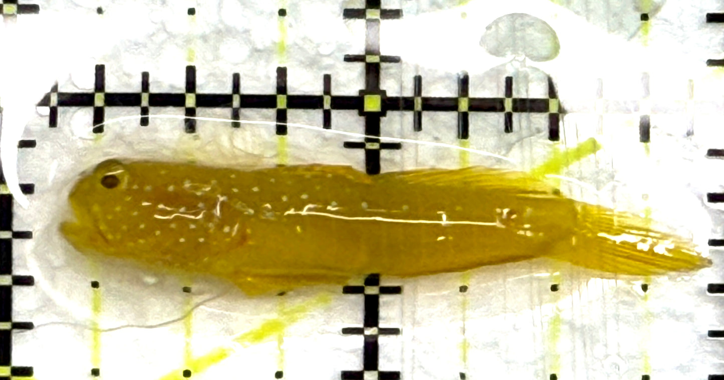 Yellow Watchman Goby YWG082601 WYSIWYG Size: S 1.75" approx
