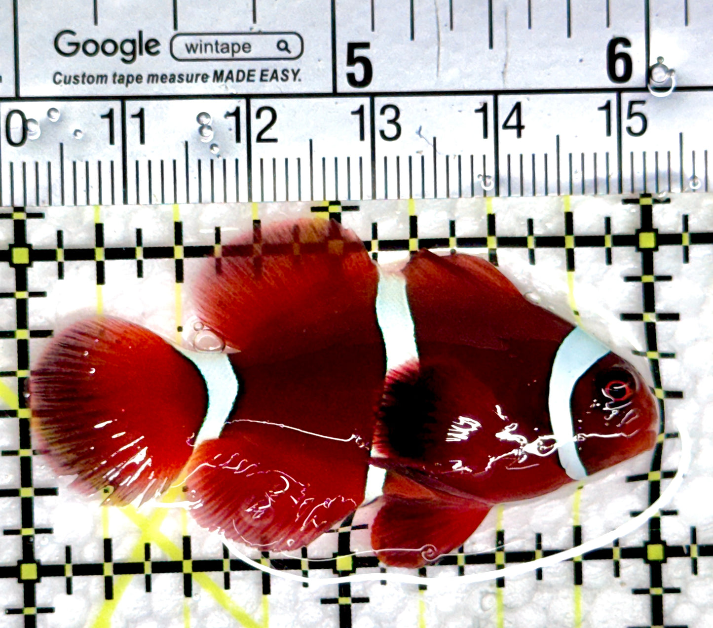 White Stripe Maroon Clownfish WSMC080304 WYSIWYG Size: S 2"