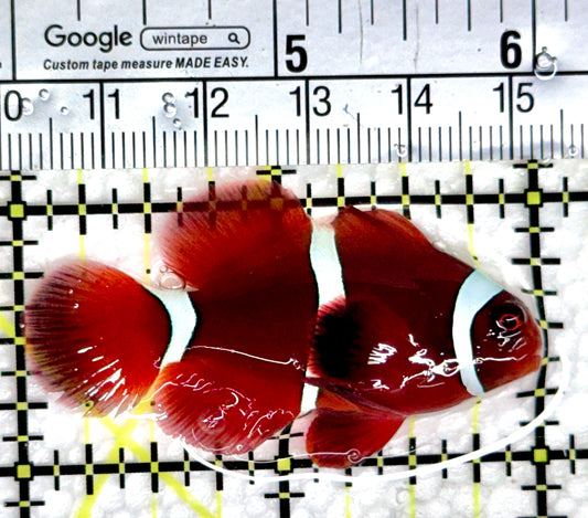 White Stripe Maroon Clownfish WSMC080304 WYSIWYG Size: S 2"
