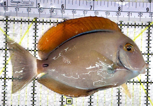 Bariene Tang BT080301 WYSIWYG Size: ML 5"