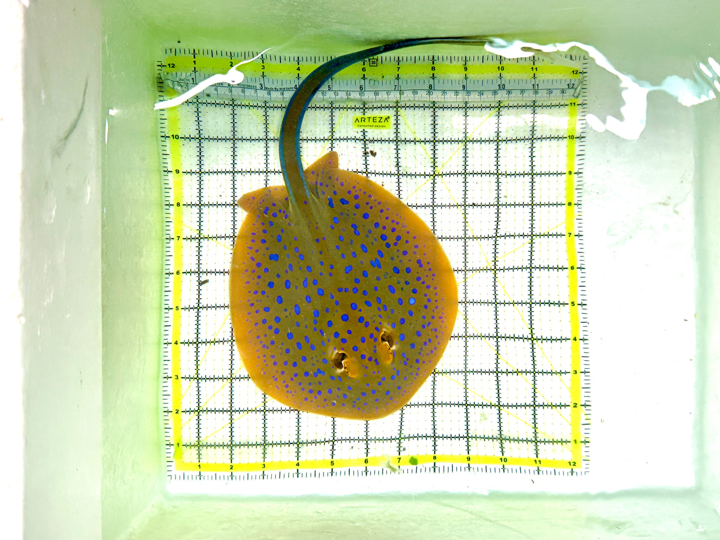 Blue Spotted Ribbon Tail Sting Ray (Circular Body Shape)BSRTSR060701 WYSIWYG Size: L 16"  approx Head to Tail Tip (Copy)