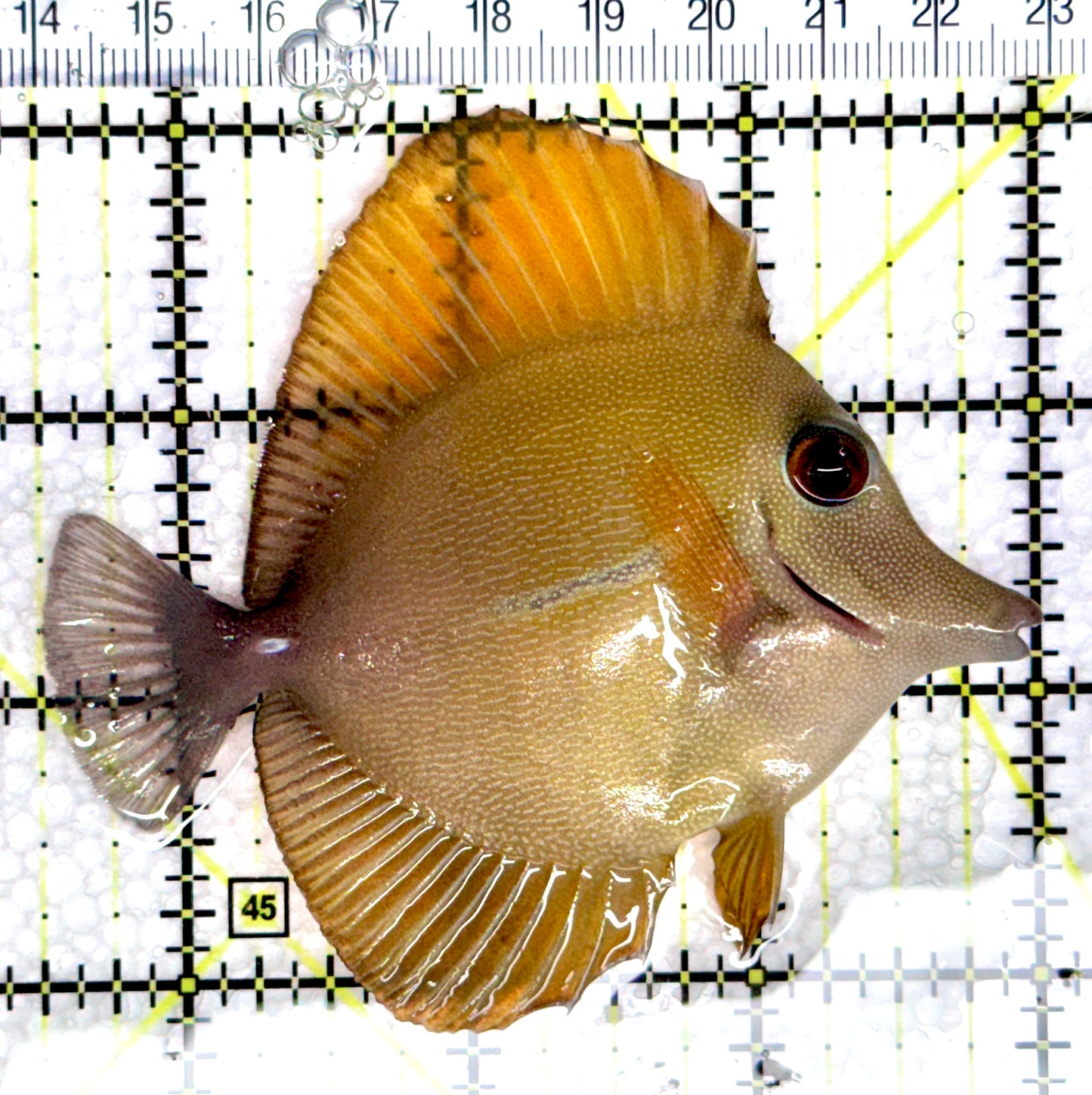 Rare Hybrid Yellow (Hawaiian Yellow Tang x Scopas Tang) Scopas Tang RHYST080301 WYSIWYG Size: L 3.5"