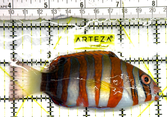 Harlequin Tuskfish HT082601 WYSIWYG Size: L 4.25" approx