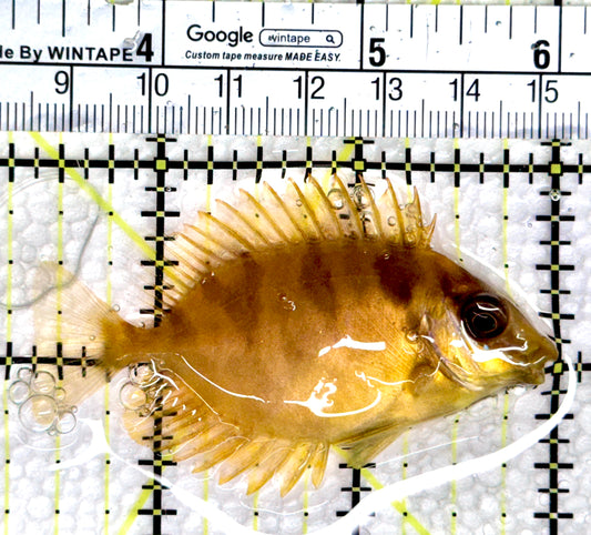 Golden Rabbitfish GR080302 WYSIWYG Size: S 2.75”