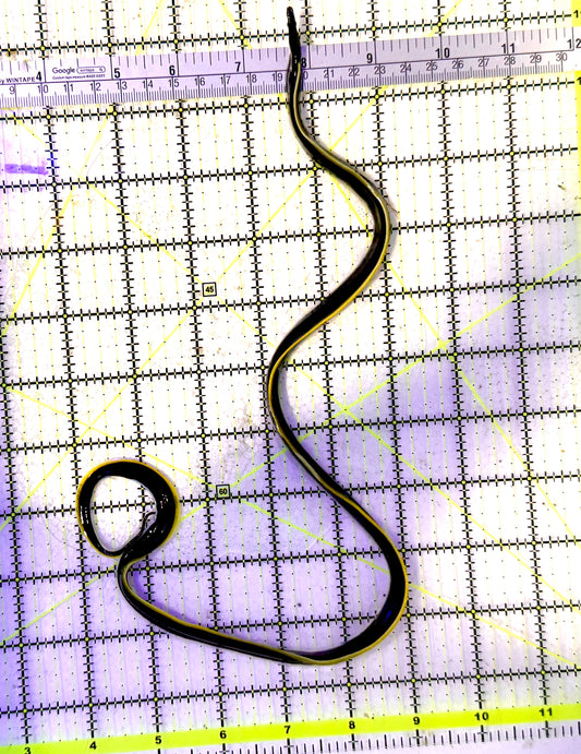 Black Ribbon Eel BRE060701 WYSIWYG Size: M 20.5" approx