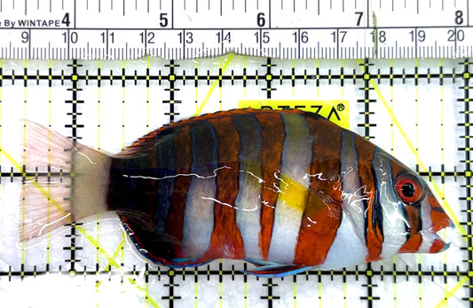 Harlequin Tuskfish HT082602 WYSIWYG Size: L 4.25" approx
