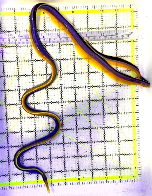 Blue Ribbon Eel BRE060801 WYSIWYG Size: XL/SHOW 32" approx